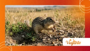 Why Ground Squirrels Hunting Behavior Surprised Experts
