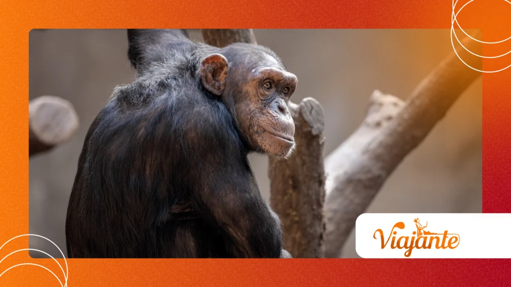 Chimpanzee Self Medication Behavior