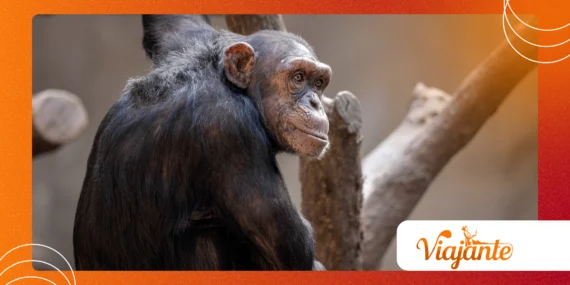 How Chimpanzee Self Medication Behavior Works Naturally
