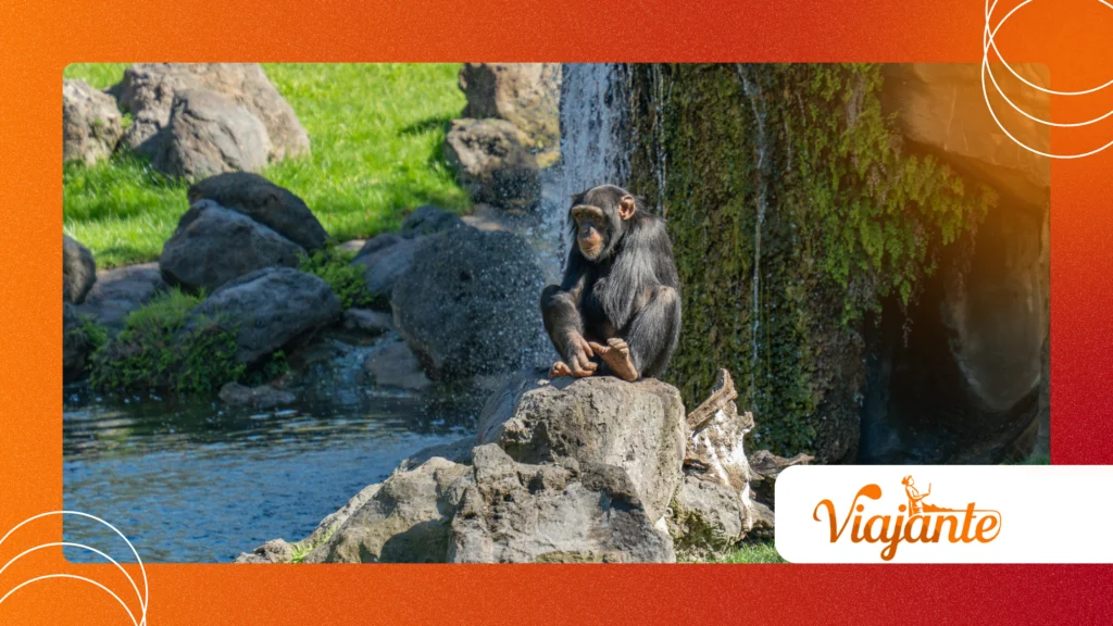 Chimpanzee Self Medication Behavior