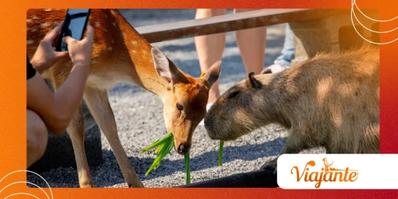 The Truth About Animal Decision Making Behavior Models