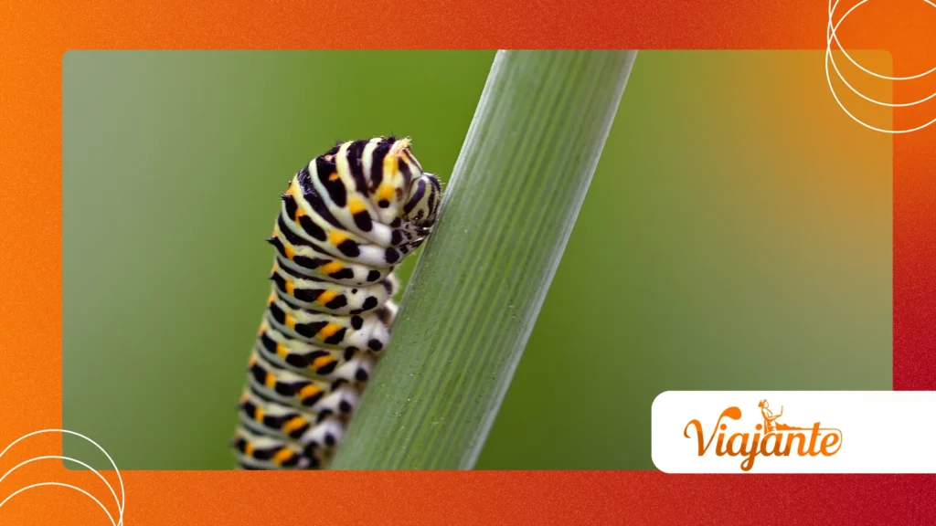 How Do Social Insects Inform Cybersecurity Protocols?