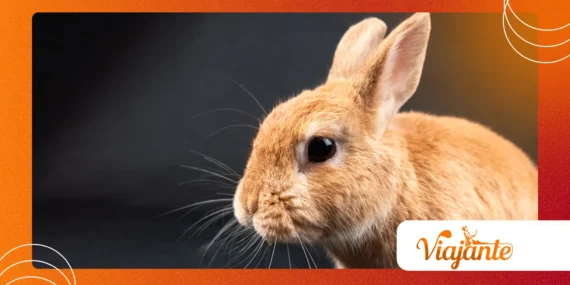Why Animal Behavioral Anomalies Are More Frequently Seen