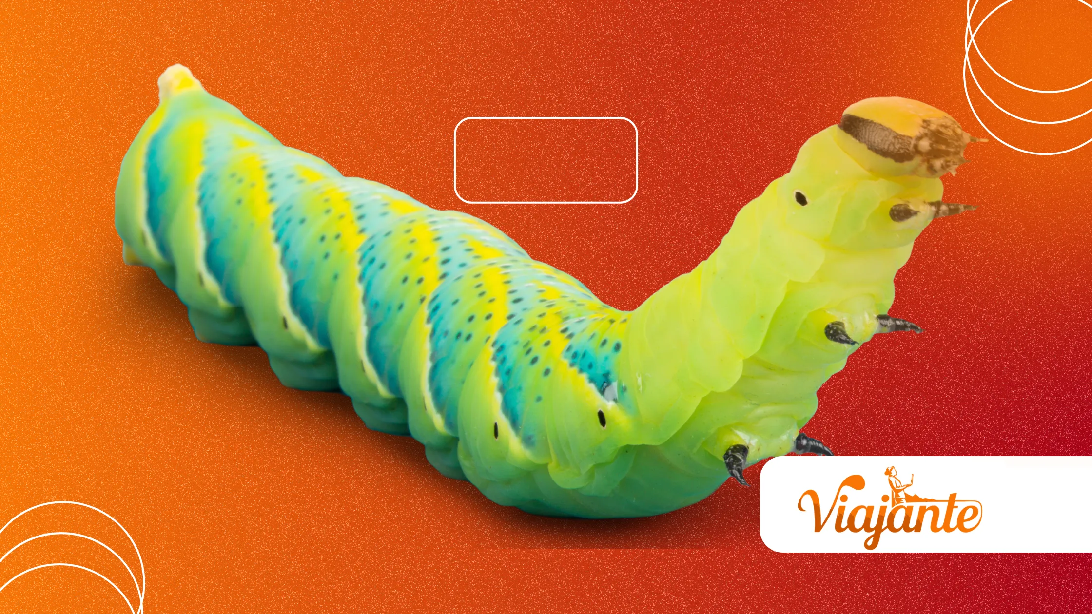 Bone Collector Caterpillar