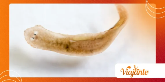 The Strange Case of the Immortal Planarian