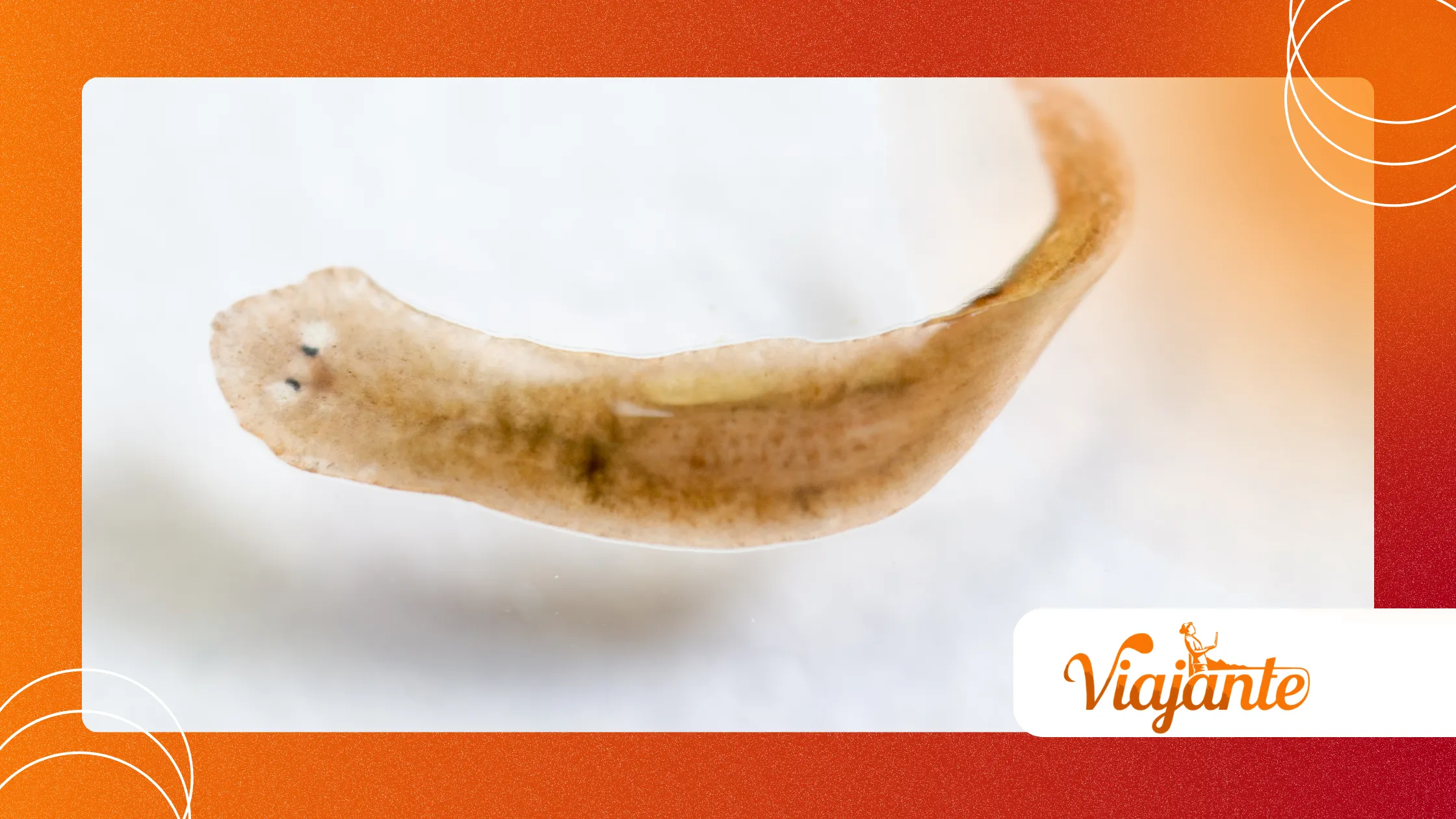 Strange Case of the Immortal Planarian
