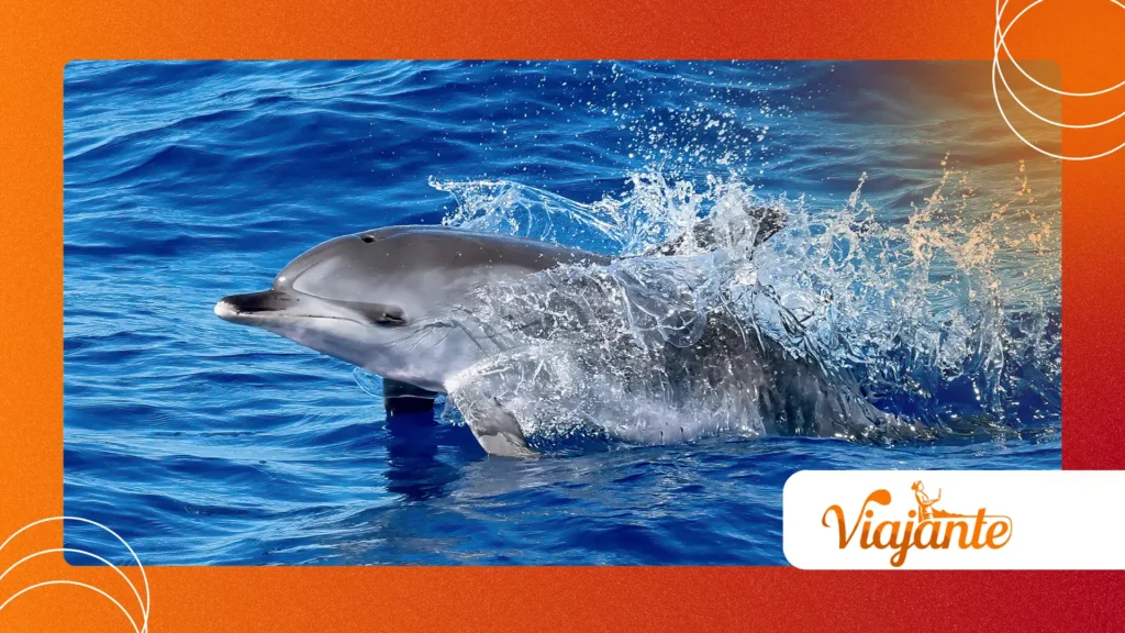 secret language dolphins