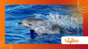 The Secret Language Dolphins Use to Identify Each Other