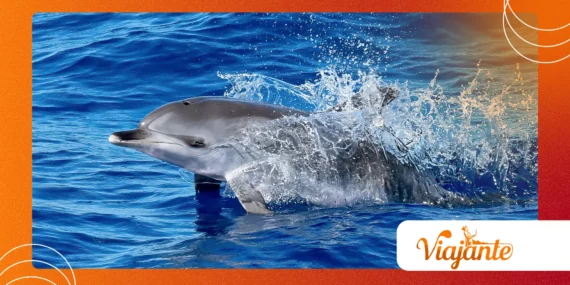 The Secret Language Dolphins Use to Identify Each Other