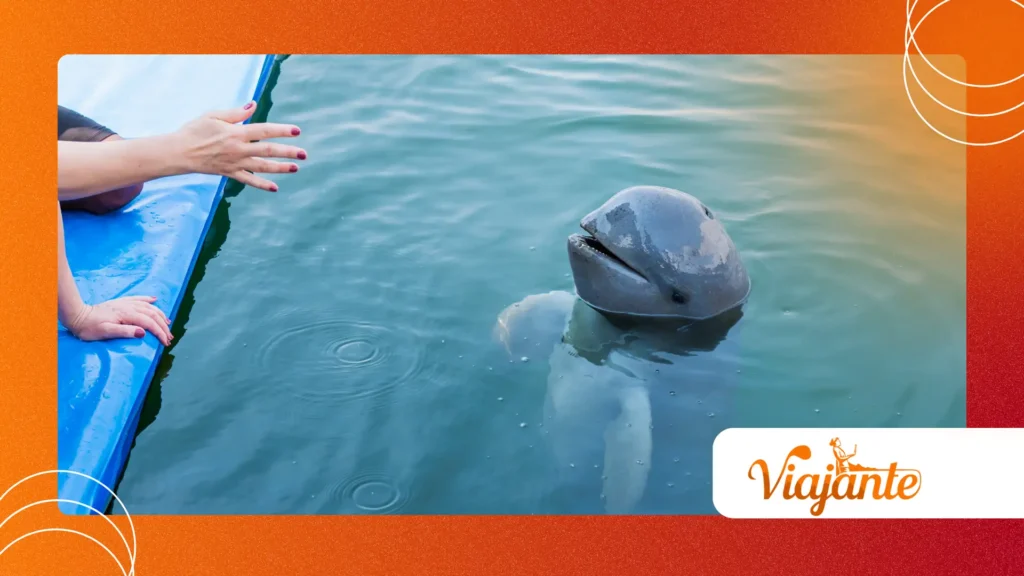 secret language dolphins