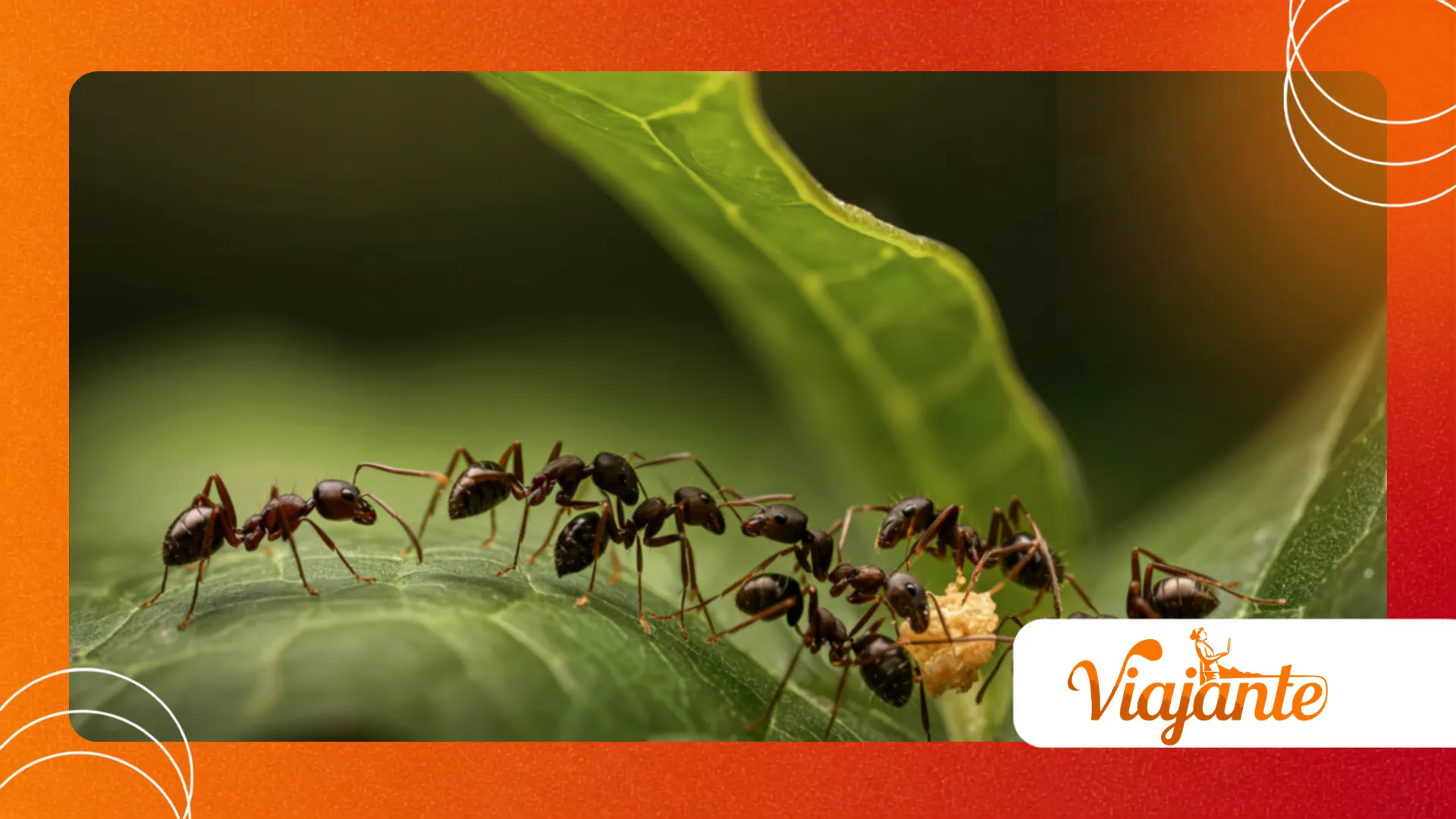 Parasitic ant control behavior