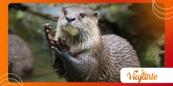 How River Otters Hunting Pelicans Changed Wildlife Research
