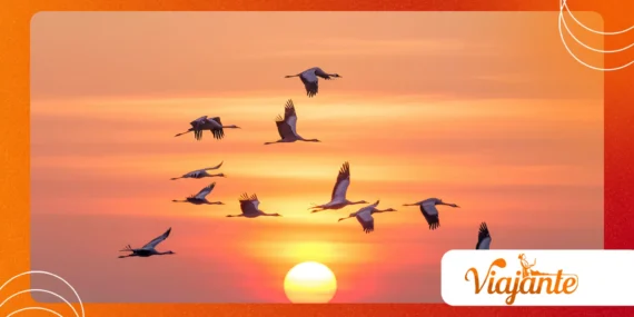 Animal Migrations That Scientists Still Can’t Fully Explain
