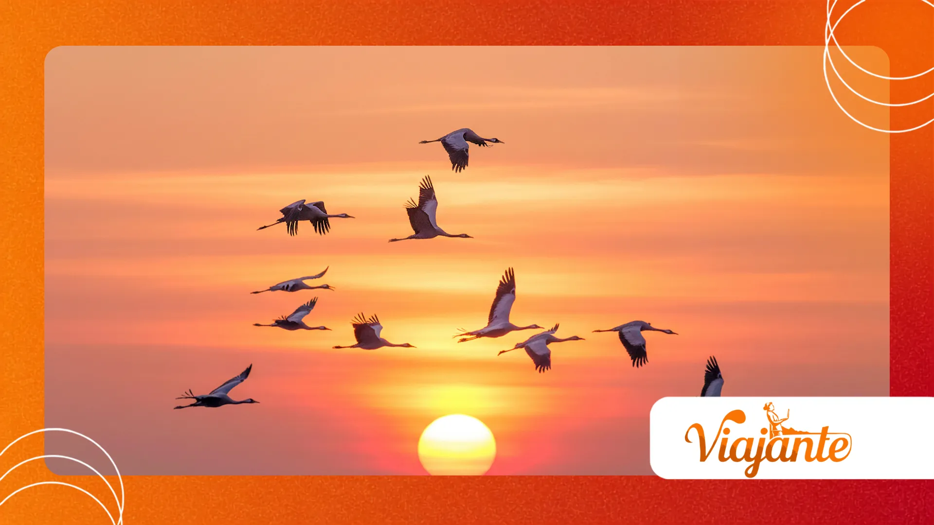 animal migrations
