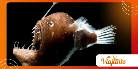 The Deep-Sea Creatures We Have Barely Begun to Understand