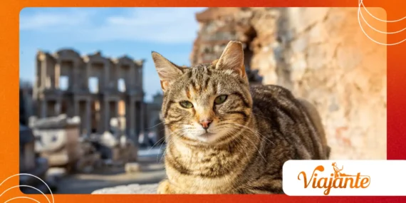 Famous Cats That Influenced Historical Figures