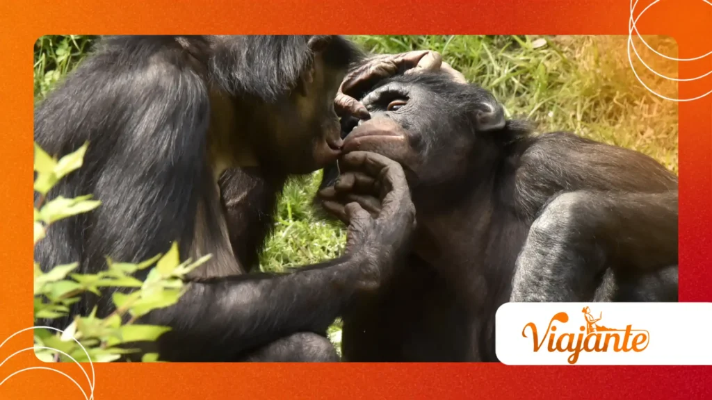 Bonobos Sharing Food