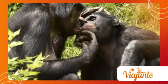 Why Bonobos Sharing Food Reveals Human-Like Behavior
