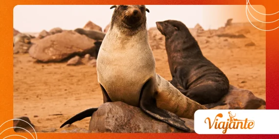 Why Cape Fur Seals Are Facing a New Rabies Threat Today Worldwide