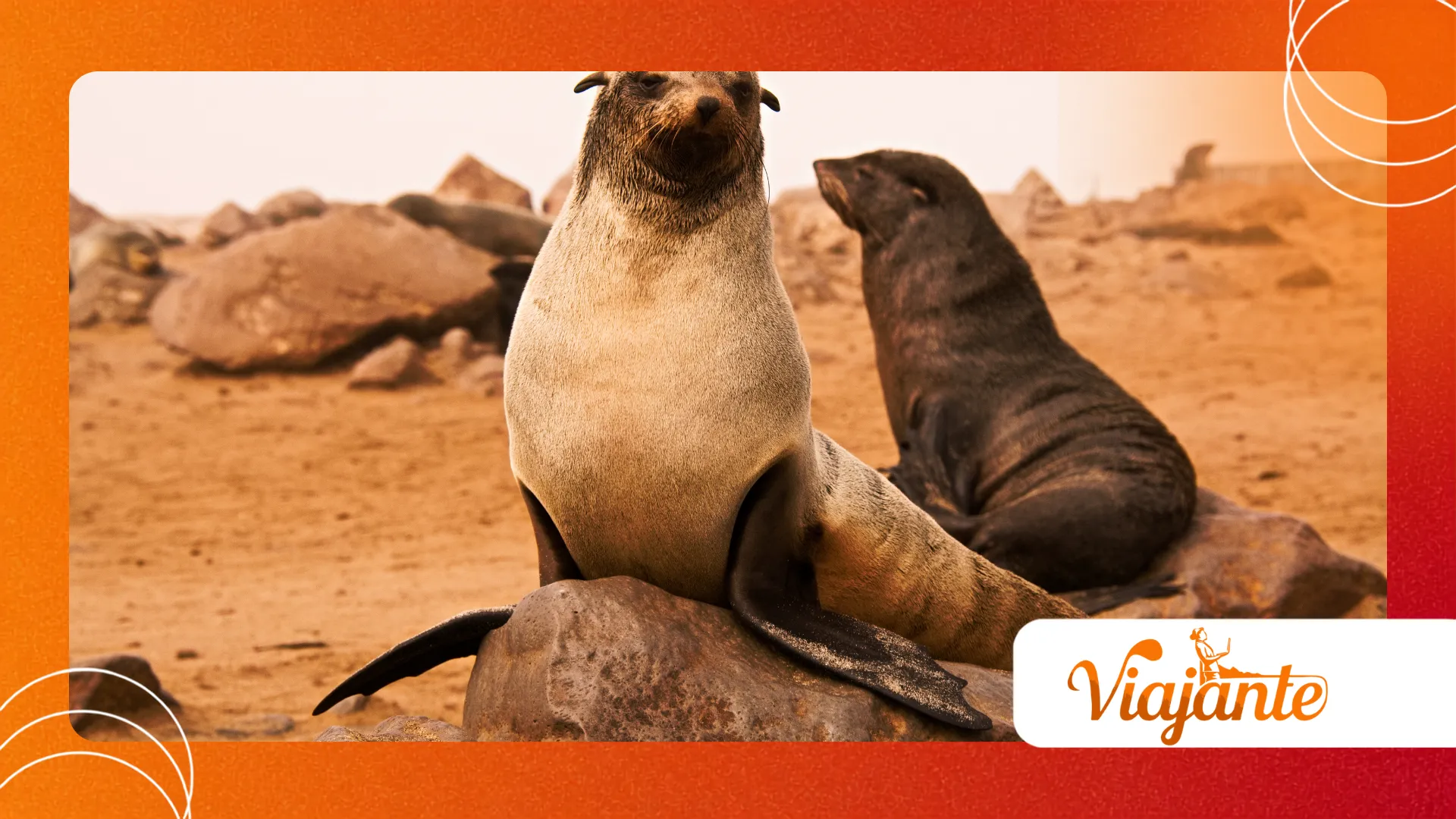 Cape Fur Seals