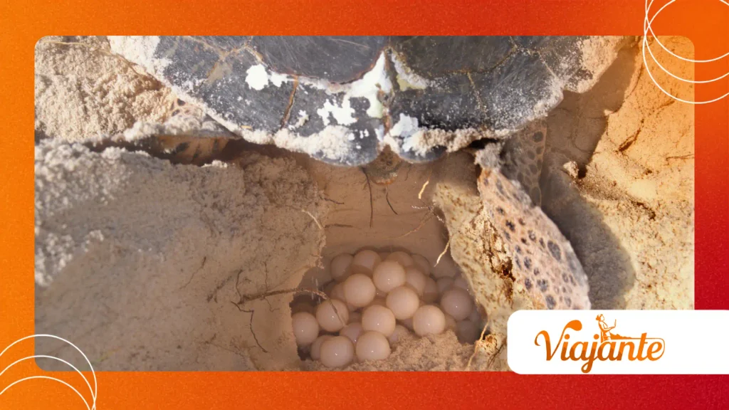 Giant Turtle Mega Nest 
