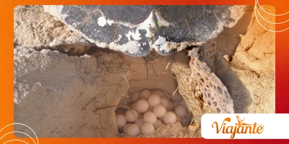 Why Giant Turtle Mega Nest Amazed Wildlife Researchers