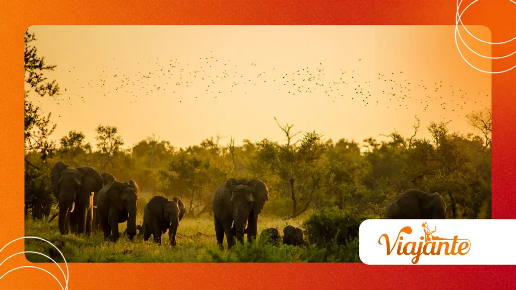 Asian Elephants