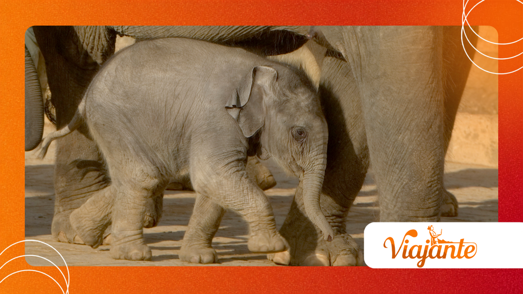 Asian Elephants