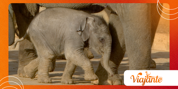 Why Asian Elephants Need New Protection Against Deadly EEHV Now