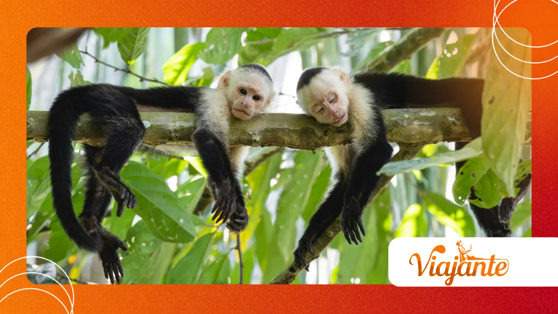 Colobus Congoensis Monkey