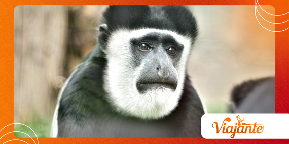 Why Colobus Congoensis Monkey Is Africa’s Newest Primate