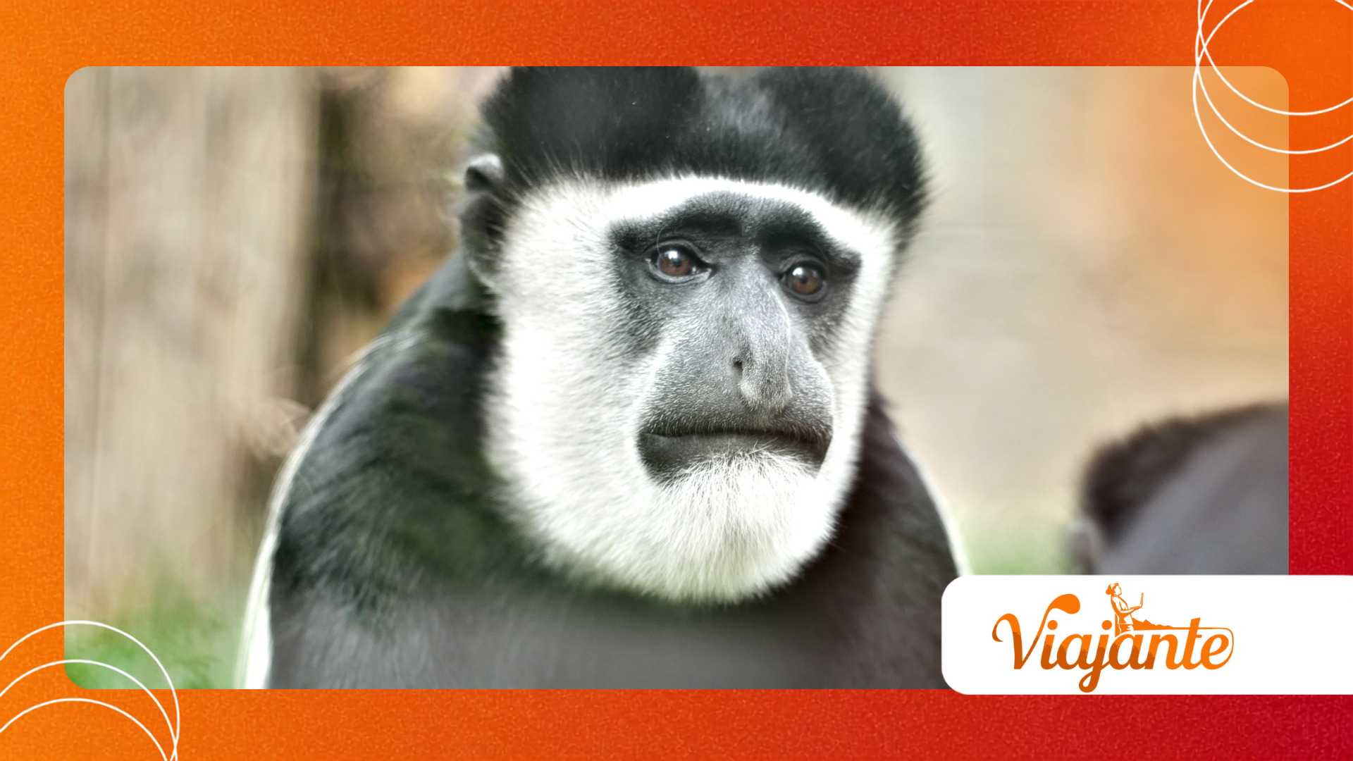 Colobus Congoensis Monkey