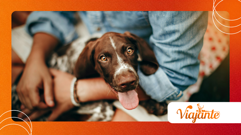 Dogs With Tuberculosis