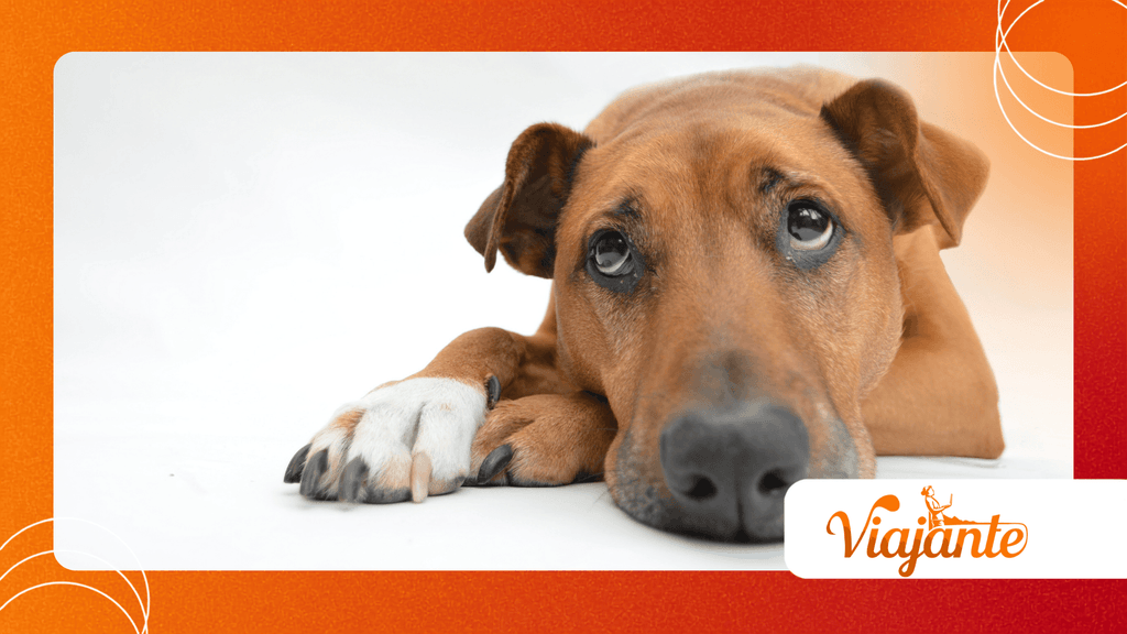 Dogs With Tuberculosis