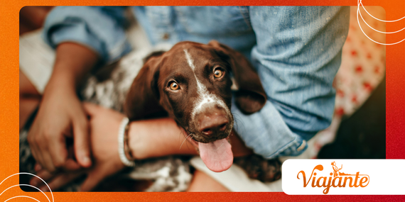 How Dogs With Tuberculosis Can Signal a New One Health Risk Today