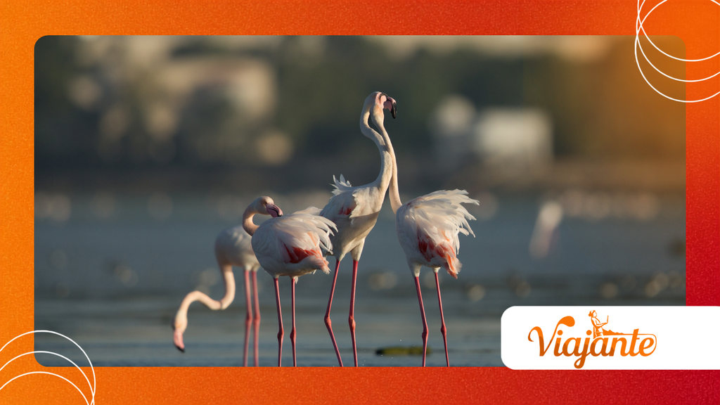 Flamingo Courtship Rituals
