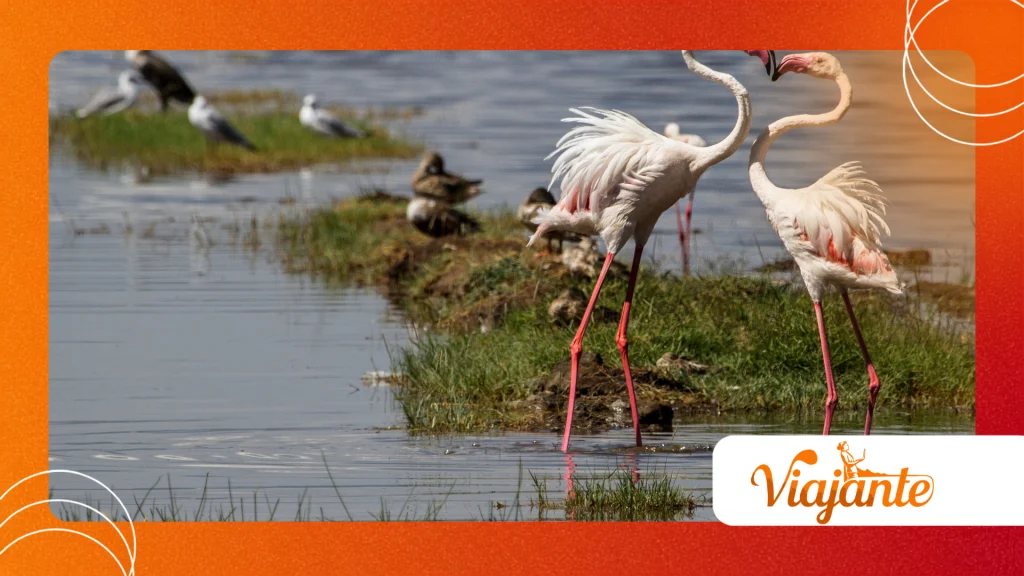 Flamingo Courtship Rituals