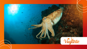 How Humboldt Squid Hunt Together in Deep Waters