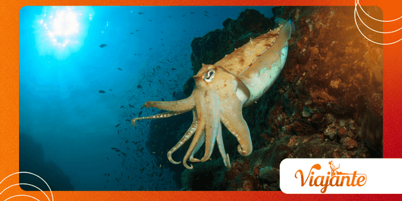 How Humboldt Squid Hunt Together in Deep Waters