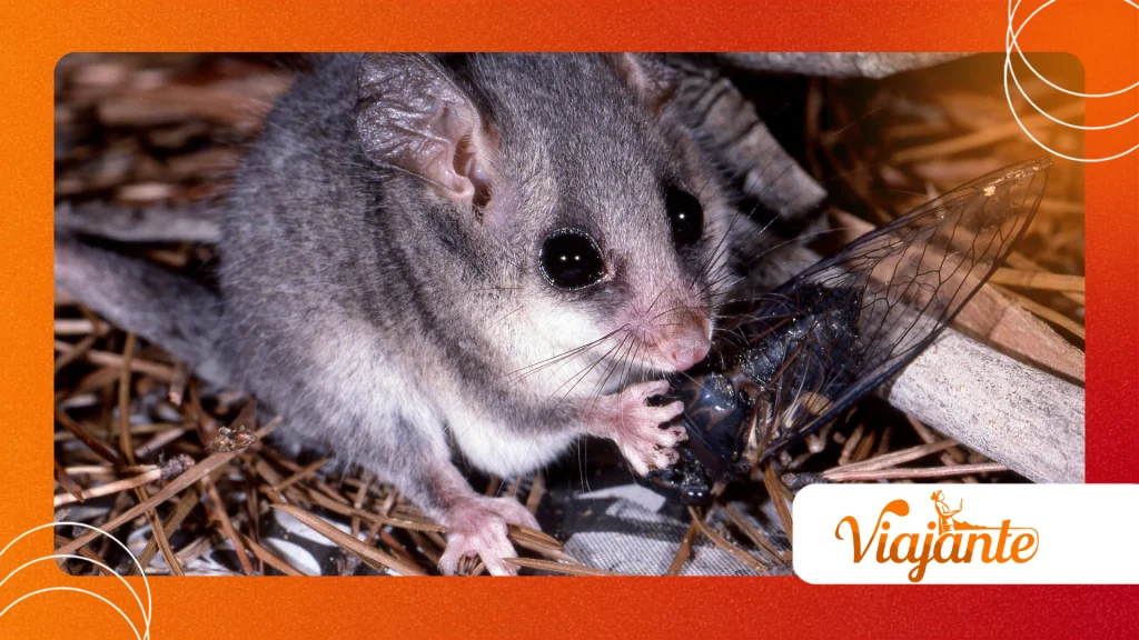 Pygmy Long-Fingered Possum