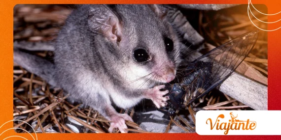 Why Pygmy Long-Fingered Possum Returned After Millennia