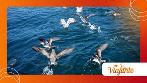 Why Shearwaters Are Being Watched During Bird Flu Outbreaks Now