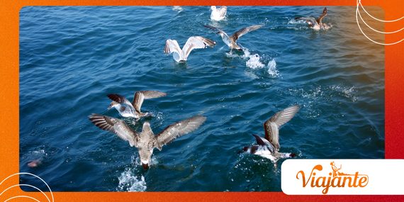 Why Shearwaters Are Being Watched During Bird Flu Outbreaks Now