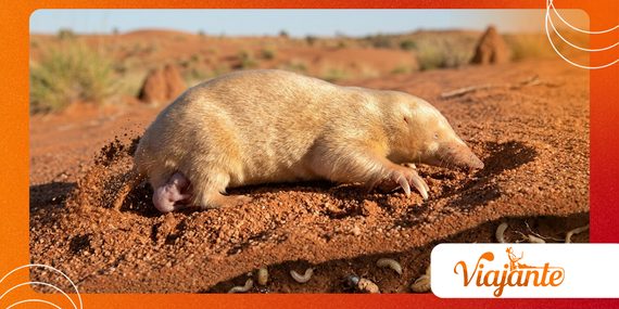 Why Australia Marsupial Mole Defies Evolution Expectations