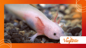 Why Axolotls Can Regrow Nearly Every Body Part