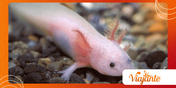 Why Axolotls Can Regrow Nearly Every Body Part
