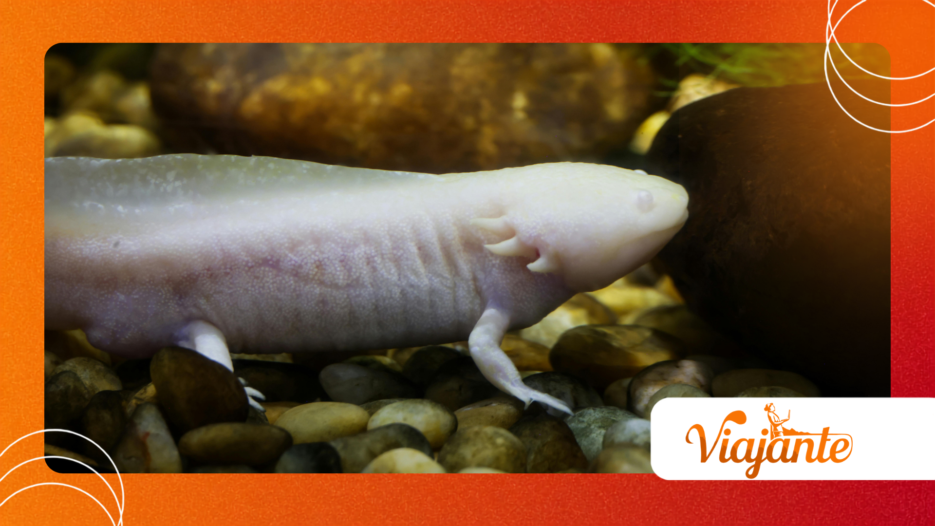 Axolotls