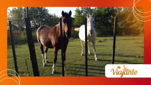 Why Criollo Horses Are Being Studied for Gastric Ulcers Today