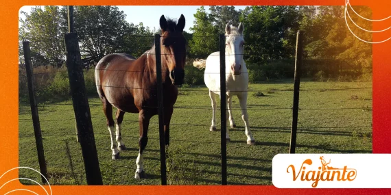Why Criollo Horses Are Being Studied for Gastric Ulcers Today