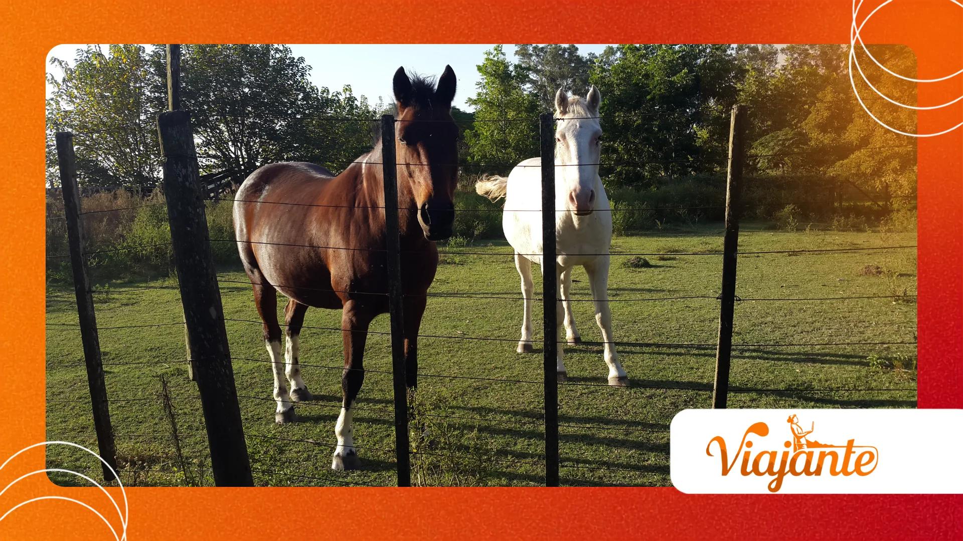 Criollo Horses
